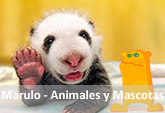 marulo mascotas